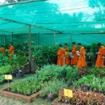 เรือนเพาะชำกล้าไม้